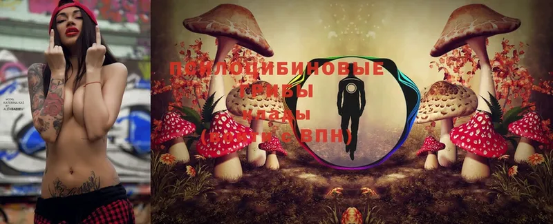 OMG как зайти  Венёв  Галлюциногенные грибы Psilocybe 